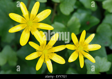 Lesser celandine, fig-root-tasse de beurre (Ranunculus ficaria, Ficaria verna), fleurs, Belgique Banque D'Images