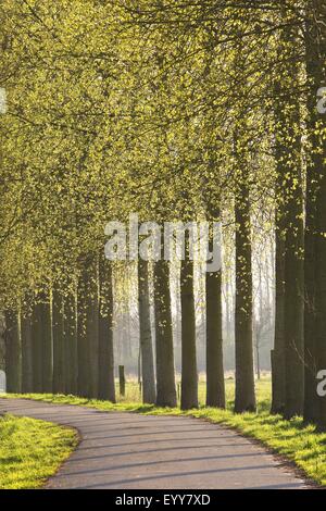 Le tremble, le peuplier (Populus spec.), Rangée de peupliers le long de la Lys, Belgique Banque D'Images
