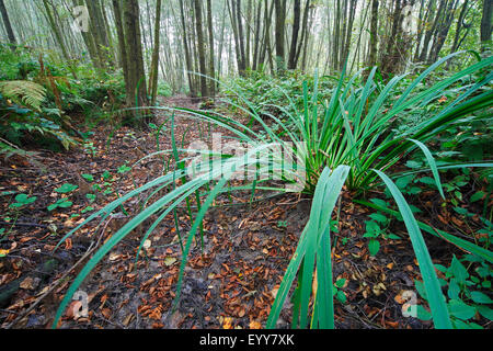 Iris jaune, Iris pseudacorus (drapeau jaune), dans l'omble de forêt, Belgique Banque D'Images