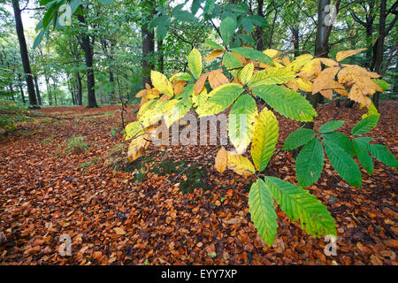 Spanish chestnut, le châtaignier (Castanea sativa), branche avec les feuilles d'automne, Belgique Banque D'Images