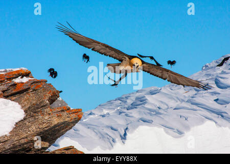 , Gypaète Gypaète (LIC)), gypaète en vol avec choughs alpin, Suisse, Valais, Loèche-les-Bains Banque D'Images