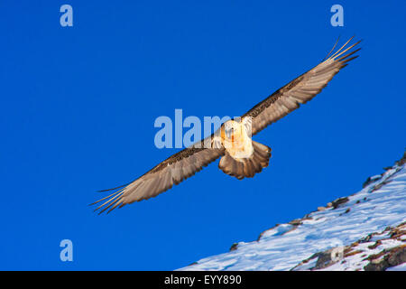 , Gypaète Gypaète (LIC)), gypaète en vol avant de paysages de montagne de neige, ciel bleu, Suisse, Valais, Loèche-les-Bains Banque D'Images