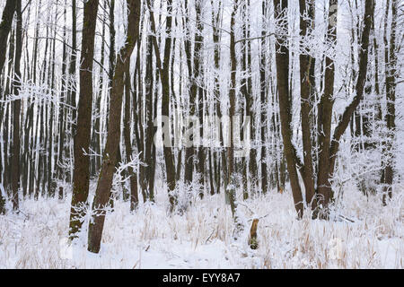 Pin noir d'Europe, l'aulne (Alnus glutinosa), l'aulne commun gelés en hiver, l'Allemagne, la Bavière Banque D'Images