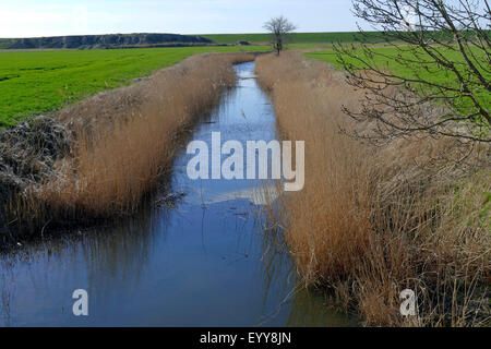 Fossé de drainage avec Reed, ALLEMAGNE, Basse-Saxe, Cuxhaven Banque D'Images