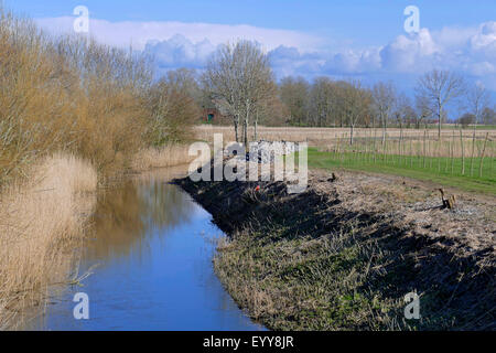 Fossé de drainage avec Reed, ALLEMAGNE, Basse-Saxe, Cuxhaven Banque D'Images