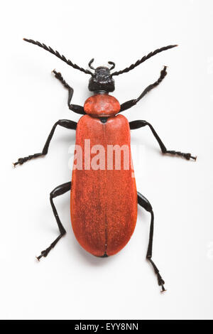 Scarlet fire beetle, le Cardinal (Pyrochroa coccinea), découper, Autriche Banque D'Images