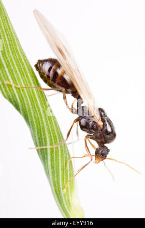 Black ant, fourmi noire, jardin commun (Lasius niger) ant, homme, Autriche Banque D'Images