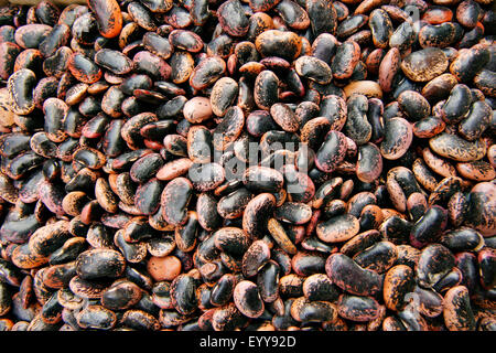 Le haricot commun (Phaseolus vulgaris), graines de haricots, Autriche Banque D'Images