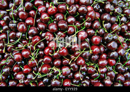 Cherry Tree, le cerisier (Prunus avium), de cerise noire, de l'Autriche Banque D'Images
