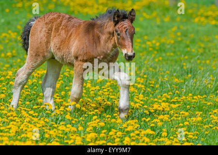 Ardenner Cheval (Equus przewalskii f. caballus), poulain dans un pré avec le pissenlit, Allemagne, Rhénanie du Nord-Westphalie Banque D'Images