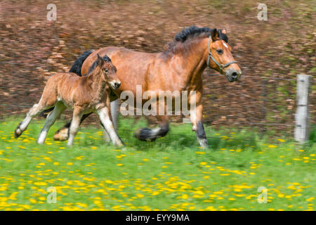 Ardenner Cheval (Equus przewalskii f. caballus), mare et exécuter un poulain dans un pré avec le pissenlit, Allemagne, Rhénanie du Nord-Westphalie Banque D'Images
