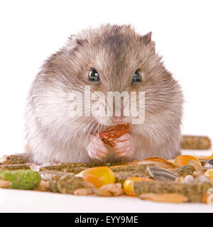 Hamster doré (Mesocricetus auratus), manger des joues de hamster, hamster Banque D'Images