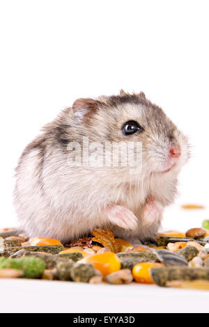 Hamster doré (Mesocricetus auratus), manger des joues de hamster, hamster Banque D'Images