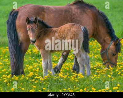 Ardenner Cheval (Equus przewalskii f. caballus), mare et exécuter un poulain dans un pré avec le pissenlit, Allemagne, Rhénanie du Nord-Westphalie Banque D'Images