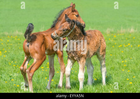 Cheval domestique (Equus caballus przewalskii. f), deux poulains dans un pré, Allemagne, Rhénanie du Nord-Westphalie Banque D'Images