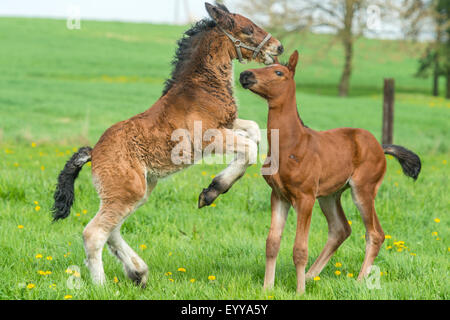 Cheval domestique (Equus caballus przewalskii. f), deux poulains dans un pré, Allemagne, Rhénanie du Nord-Westphalie Banque D'Images