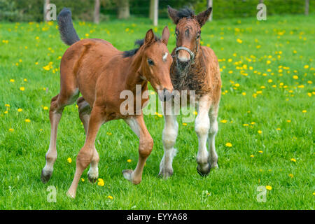 Cheval domestique (Equus caballus przewalskii. f), deux poulains dans un pré, Allemagne, Rhénanie du Nord-Westphalie Banque D'Images