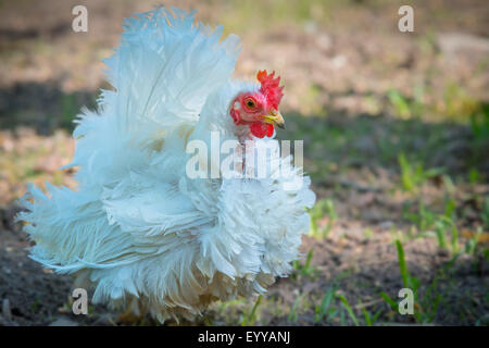 Bantam (Gallus gallus f. domestica), bantam hen odf la race 'gondolé chabo', Allemagne, Rhénanie du Nord-Westphalie Banque D'Images