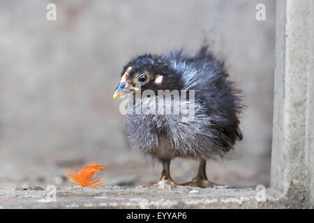 Bantam (Gallus gallus f. domestica), bantam chick de la race , Allemagne, Rhénanie du Nord-Westphalie Banque D'Images