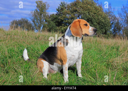 Beagle (Canis lupus f. familiaris), trois ans Beagle assis dans un pré, Allemagne Banque D'Images