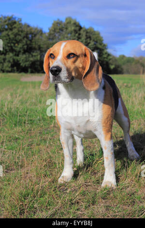 Beagle (Canis lupus f. familiaris), trois ans Beagle debout dans le pré, Allemagne Banque D'Images