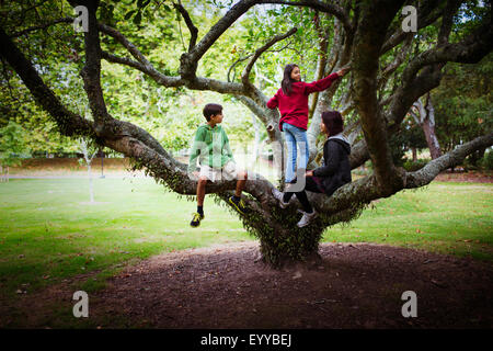 Les enfants et la mère des branches d'arbre d'escalade dans la région de park Banque D'Images