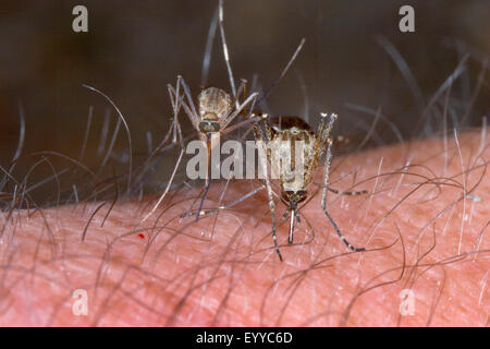 Moustique Aedes (spec.), les femelles suceurs de sang sur les bras, Allemagne Banque D'Images