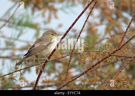 Olivaceous warbler (Acrocephalus Hippolais pallida, pallidus), assis dans un tamaris, Grèce, Lesbos Banque D'Images