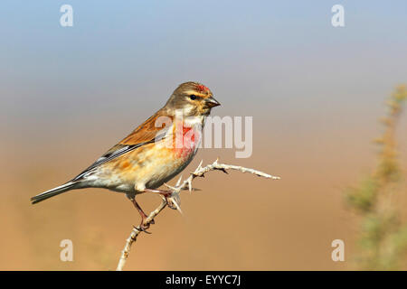 (Carduelis cannabina linnet, Acanthis cannabina), homme assis sur une branche, Canaries, Fuerteventura Banque D'Images