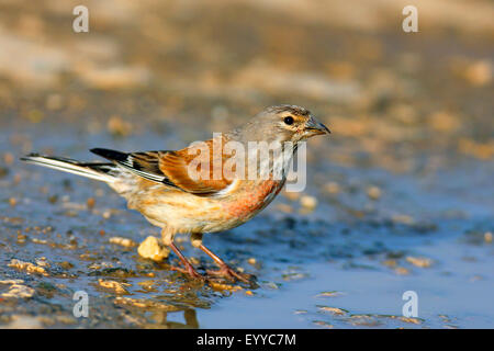 (Carduelis cannabina linnet, Acanthis cannabina), homme debout à un trou d'eau, Îles Canaries, Fuerteventura Banque D'Images