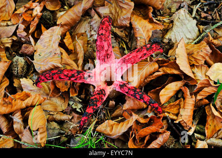 Les doigts du diable, Devil's claw champignon géant, corne de puanteur, Octopus phalle impudique (Anthurus archeri, Clathrus archeri), organe de fructification sur sol de forêt, vue de dessus, Allemagne Banque D'Images