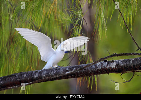 Sterne Gygis blanche (alba), assis dans une elle-chêne et les ailes battantes, les Seychelles, l'Île aux Oiseaux Banque D'Images