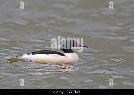 Harle bièvre (Mergus merganser), homme natation, Pays-Bas, Frise, Makkum Banque D'Images