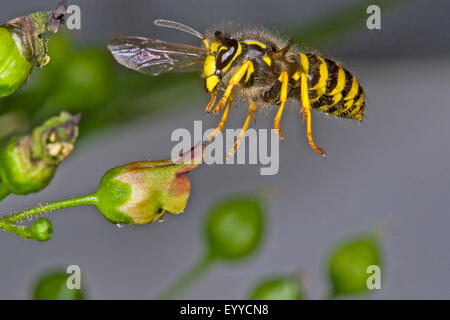 Tree wasp wasp, Bois (Dolichovespula sylvestris), l'approche d'une fleur scrofulariacées, Allemagne Banque D'Images