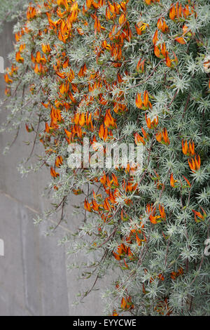 Parrot's Beak, Coral Gem, bec de Pelican (Lotus berthelotii), blooming, Iles Canaries, Tenerife Banque D'Images