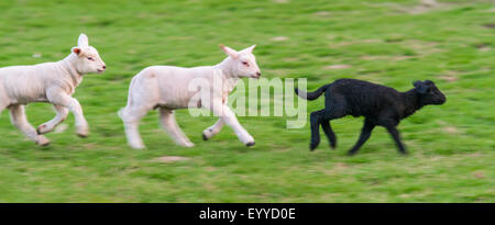 Le mouton domestique (Ovis ammon f. bélier), trois agneaux exécutant dans un pré, en Allemagne, en Rhénanie du Nord-Westphalie Banque D'Images