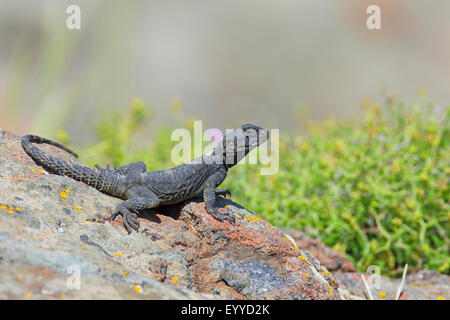 Roughtail rock Agama agama, Hardun (Stellio stellio Laudakia stellio, stellio), bains de soleil, sur une pierre, la Grèce, Lesbos Banque D'Images