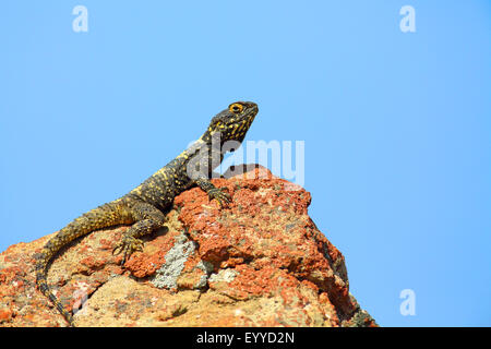 Roughtail rock Agama agama, Hardun (Stellio stellio Laudakia stellio, stellio), bains de soleil, sur une pierre, la Grèce, Lesbos Banque D'Images