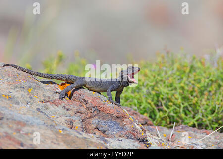 Roughtail rock Agama agama, Hardun (Stellio stellio Laudakia stellio, stellio,), un bain de soleil sur une pierre avec la bouche ouverte, la Grèce, Lesbos Banque D'Images