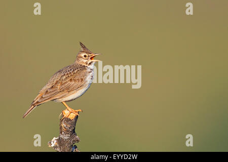 (Galerida cristata crested lark), chantant sur un poteau, Grèce, Lesbos Banque D'Images