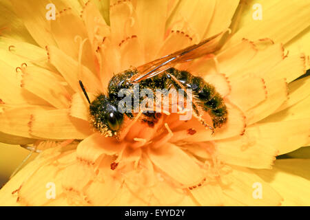 Panurgus (Panurgus banksianus velues, Panurgus banksiana), collecte de pollen dans une fleur, Allemagne Banque D'Images