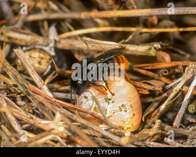 Bicolore (abeilles Osmia bicolor), la femme pond des aiguilles de pin sur la coquille d'escargot (construction du nid), Allemagne Banque D'Images