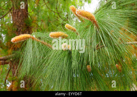 Achat pin (Pinus canariensis), les jeunes cônes sur une branche, Iles Canaries, Tenerife Banque D'Images