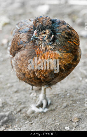 Bantam (Gallus gallus f. domestica), de repos, bantam, Allemagne Banque D'Images