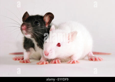 Les rats (Rattus spec.), deux jeunes rats Banque D'Images