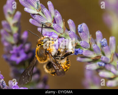 Cardeur de laine bee (Le) manicatum, femme qui se nourrissent de Lavande Anglaise (Lavandula angustifolia), Allemagne Banque D'Images