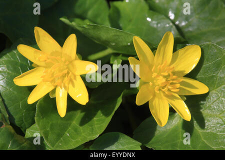 Lesser celandine, fig-root-tasse de beurre (Ranunculus ficaria, Ficaria verna), fleurs, Allemagne Banque D'Images