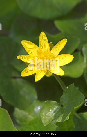 Lesser celandine, fig-root-tasse de beurre (Ranunculus ficaria, Ficaria verna), fleur avec de l'eau baisse, Allemagne Banque D'Images