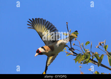 Eurasian goldfinch (Carduelis carduelis), décollant d'une brindille, Allemagne Banque D'Images