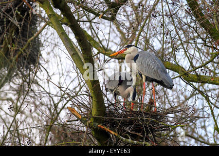 Héron cendré (Ardea cinerea), paire d'élevage au nid, Allemagne Banque D'Images